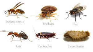 Pest Control in Lenasia eliminated all pest starting at their root cause.