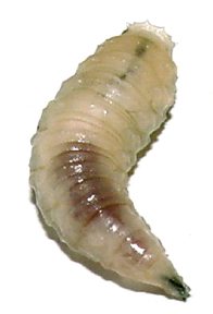 Maggot Control, a professional extermination by Pest Control Johannesburg