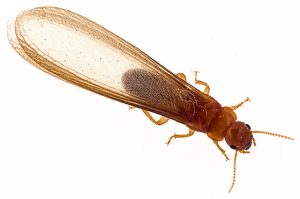 Termite Control Ferreirasdorp deals with any level of termite infestation regardless of the shape and size of the Termite Infestation.