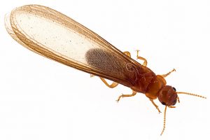 Termite Control Trojan deals with any level of termite infestation regardless of the shape and size of the Termite Infestation.