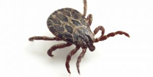 Tick Control is essential for safe pets within your garden.