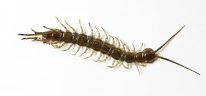 Centipede Control ensures a crawling insect free home.