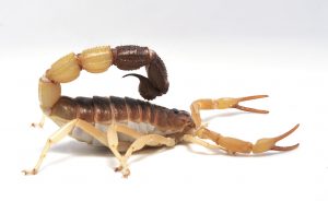 Scorpion Control, prevents ingress from scorpions and other crawling insects.
