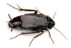 Johannesburg Pest Control recognises these Roaches as a Common Cockroach in Johannesburg