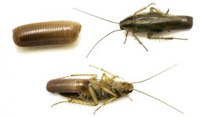 Johannesburg Pest Control explains Common Cockroaches in Johannesburg. German Roach adults that carry egg cases otherwise known as ootheca.