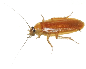 Wood Cockroaches are common Cockroaches in Johannesburg. Johannesburg Pest Control does Pest identification for your benefit.