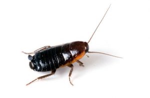 Oriental Cockroach Control Johannesburg is a specialist service carried out by our Roach experts.