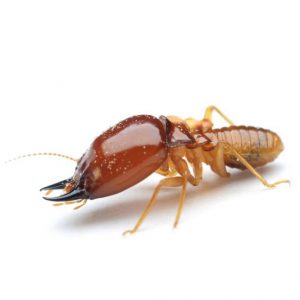 Termite Control Johannesburg is a specialist treatment available from the industry experts at Johannesburg Pest Control