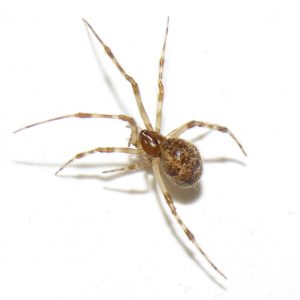 House Spider Control Johannesburg is another quality service by your pest professionals here at Johannesburg Pest Control