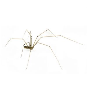Daddy Long Leg Spider Control is a breeze with the Johannesburg Pest Control experts by your side.