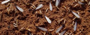 How to get rid of termites in Johannesburg with the help of your friendly local professionals here at Joahnnesburg Pest Control