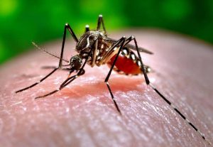 Mosquito Control Johannesburg can be tricky if your not versed in the art of Pest Control. Johannesburg Pest Control has the answer to all your questions and solutions for all your problems.