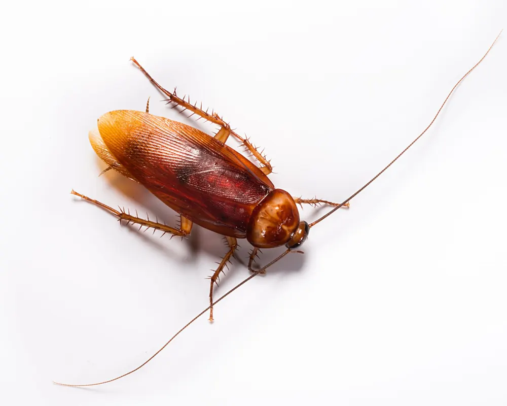 American cockroach, treated by our cockroach control in Johannesburg