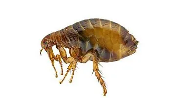 Flea close up, treated by our flea control in Johannesburg