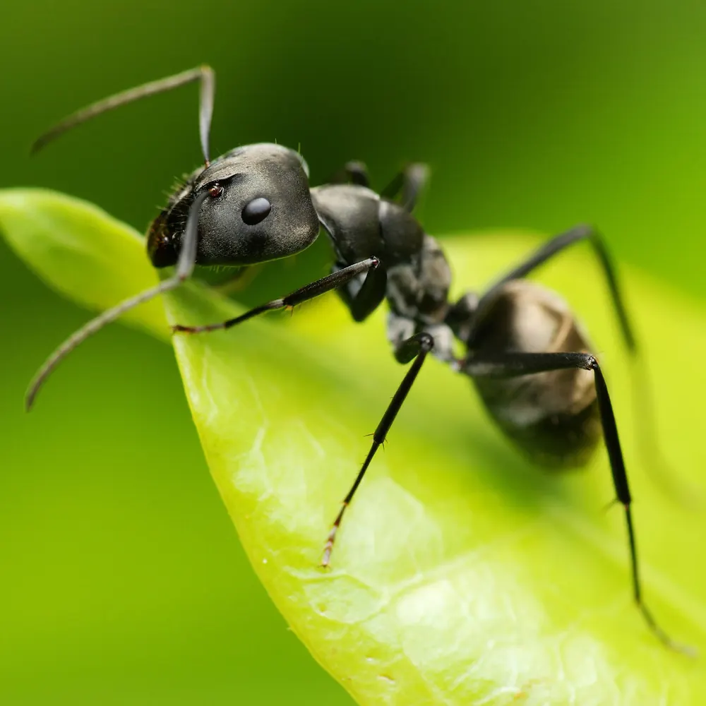 Black ant on a leaf, treated by our ant control in Johannesburg