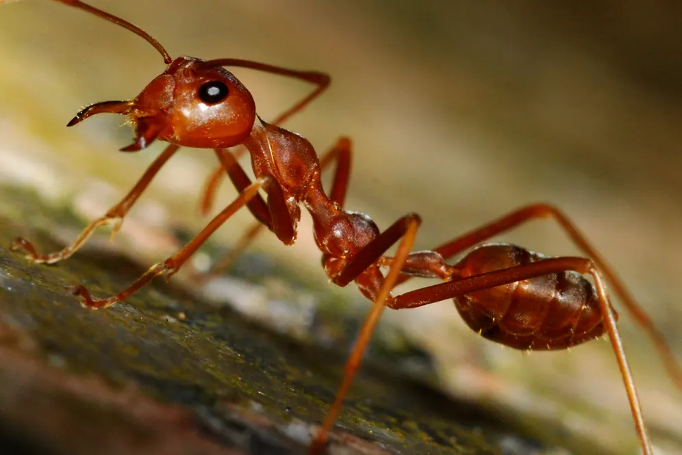 Identifying ant activity