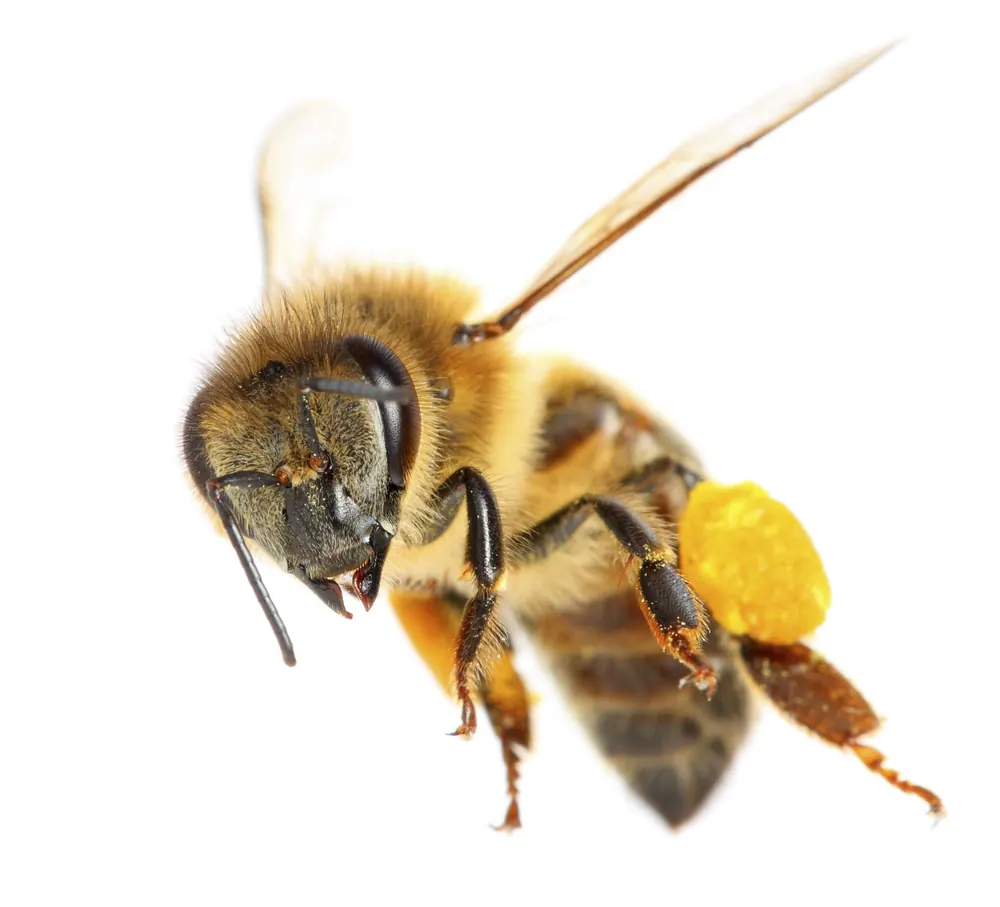 Honey bee, a swarm we deal with safely in Johannesburg