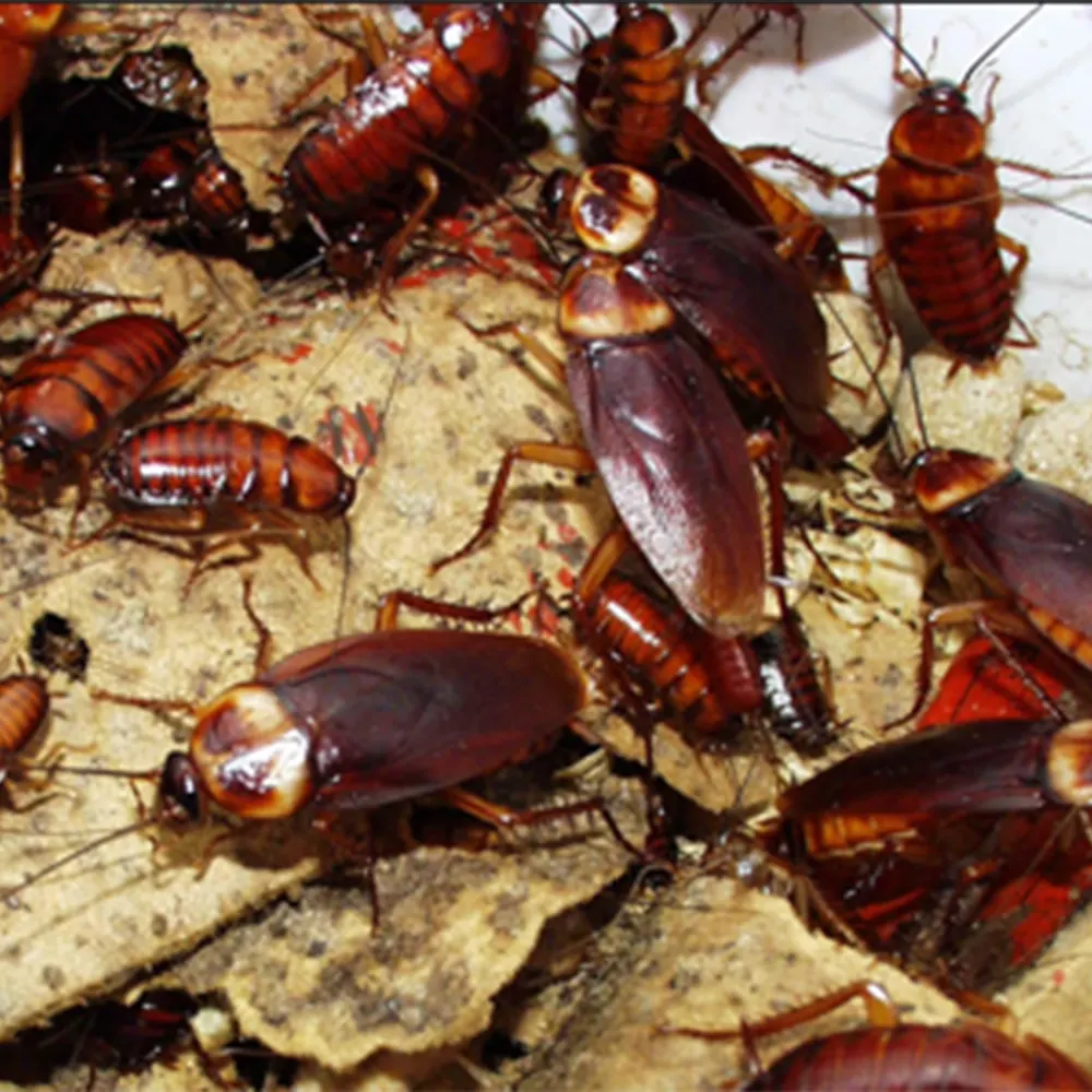 How to get rid of cockroaches