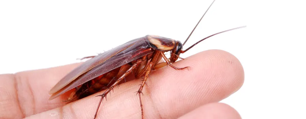 Common cockroaches in Johannesburg
