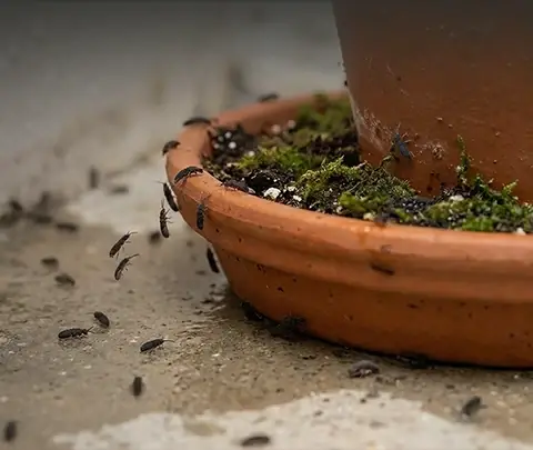 Crawling insects around a plant pot, the kind we treat in Johannesburg