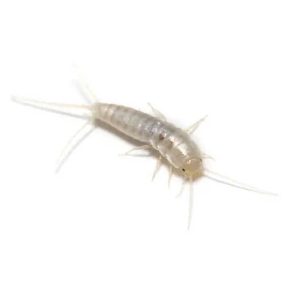 Fish moth (silverfish), common in Johannesburg cupboards and books