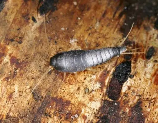 Fish Moth Control guide