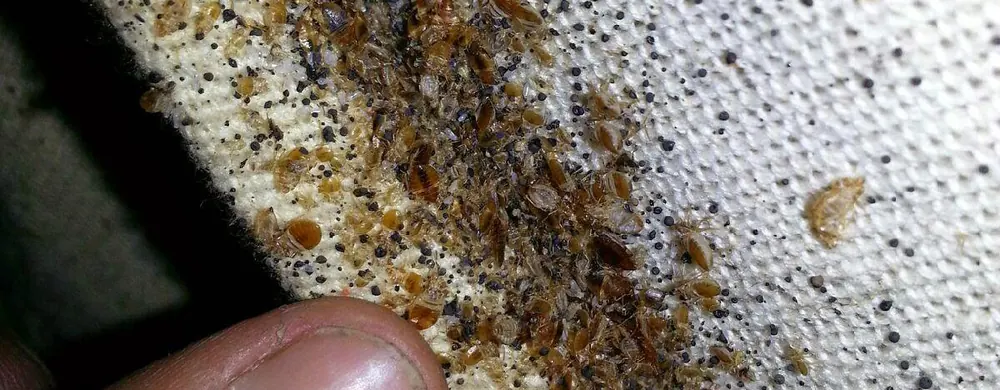 How to get rid of bed bugs without spreading them further
