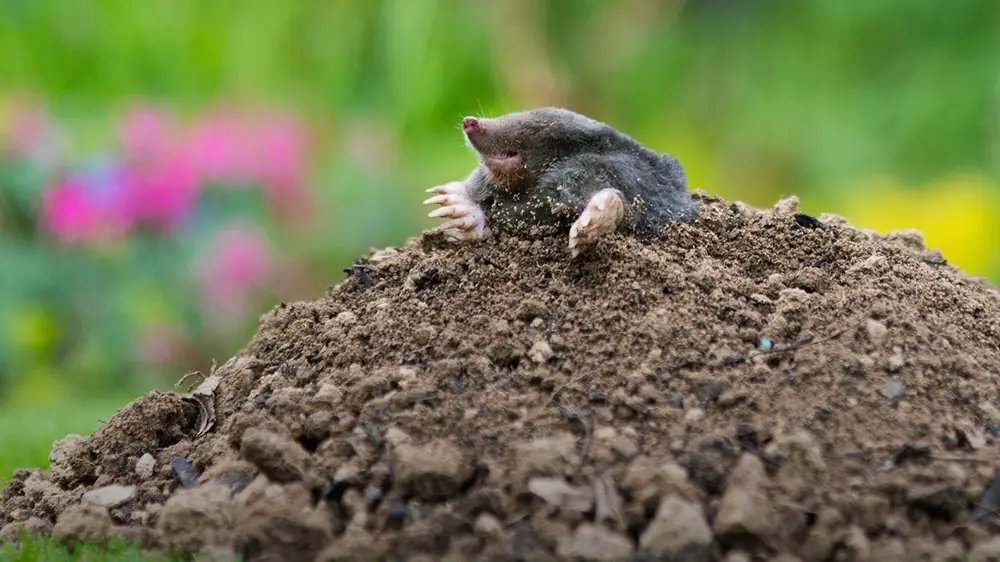Mole Control guide
