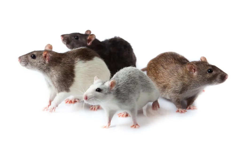 Rats and mice, the rodents we remove from Johannesburg properties
