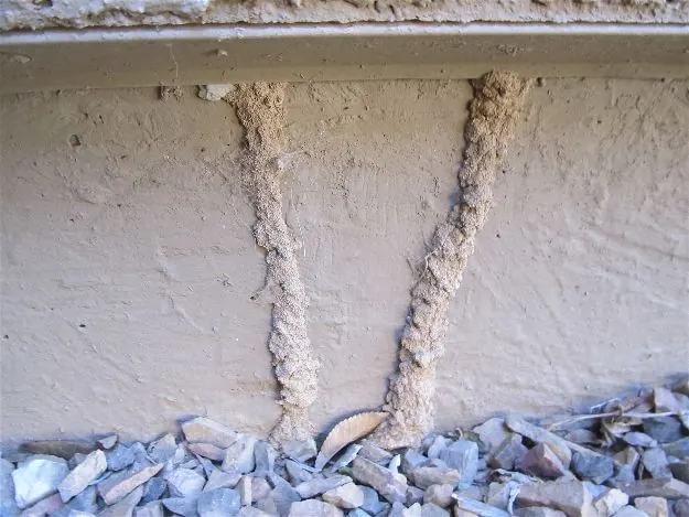 Termite mud tubes on a foundation wall, what pre-treatment prevents in Johannesburg