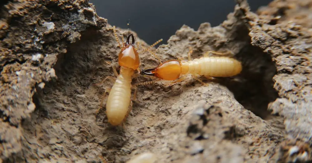 Termite soldiers on mud tunnelling, the kind of activity Combat Pest Control treats in Johannesburg homes
