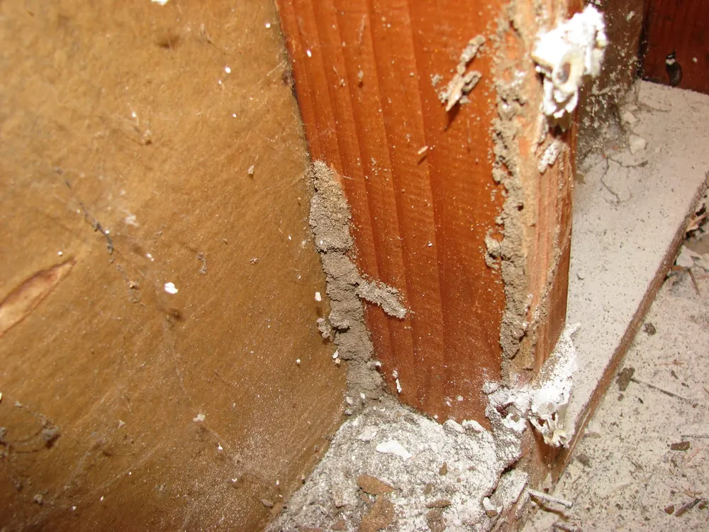 Subterranean termite workers and soldiers, treated by our termite control in Johannesburg