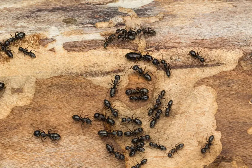 Black ants on wood, treated by our ant control in Johannesburg