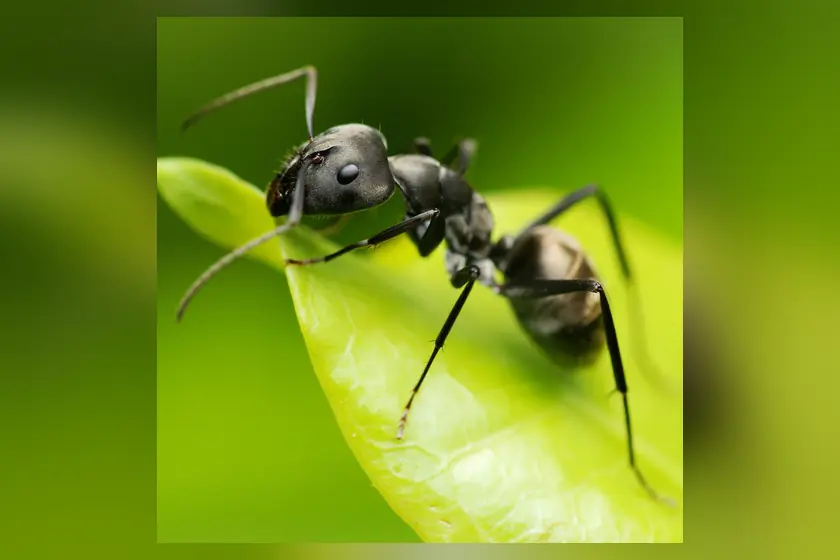Black ant on a leaf, treated by our ant control in Johannesburg