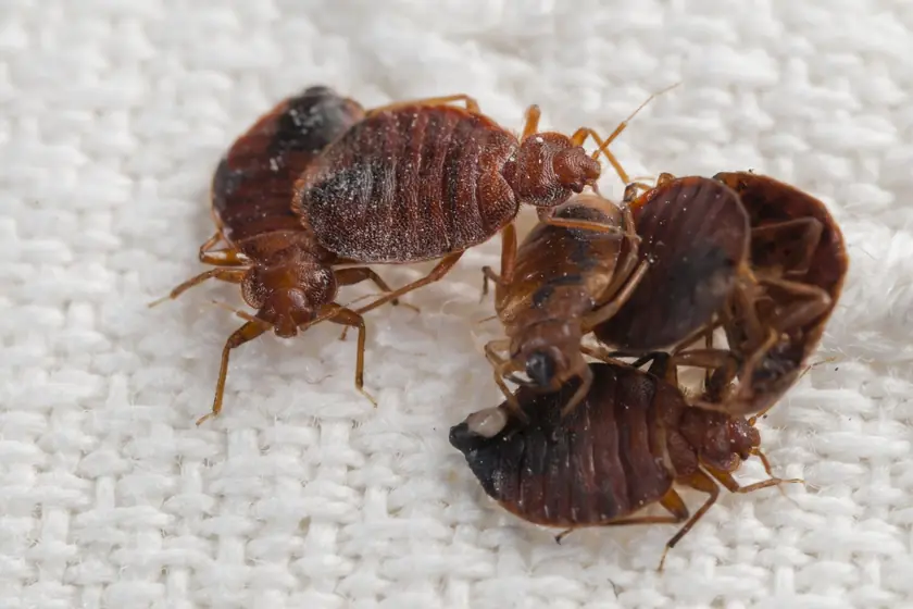 Bed bugs close up, treated by our bed bug control in Johannesburg