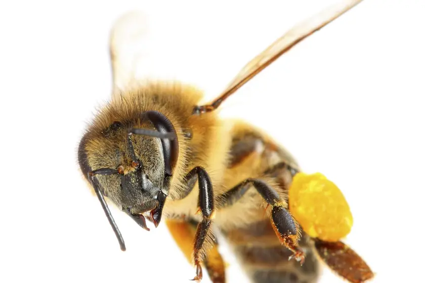 Honey bee, a swarm we deal with safely in Johannesburg