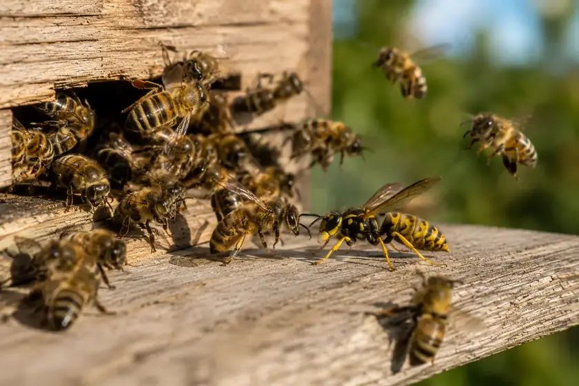 Honey bees at a hive entrance, a colony we deal with safely in Johannesburg