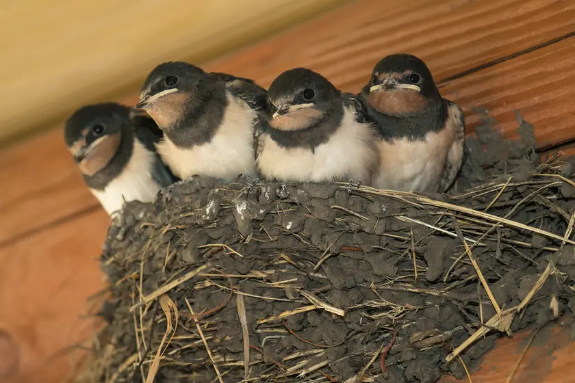 Nesting birds that carry bird mites into Johannesburg roofs