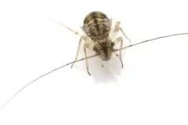 Booklouse on paper, treated by our booklice control in Johannesburg