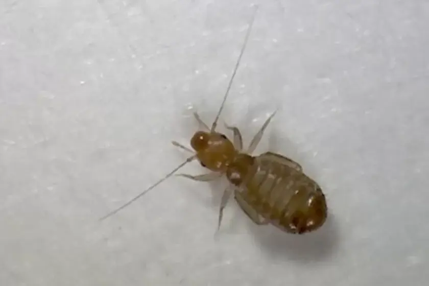 Booklouse on a white surface, treated by our booklice control in Johannesburg