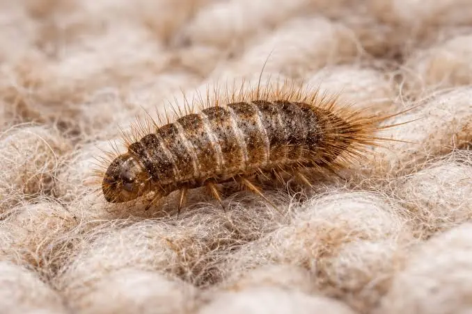 Carpet beetle larva on a wool carpet, treated by our carpet beetle control in Johannesburg