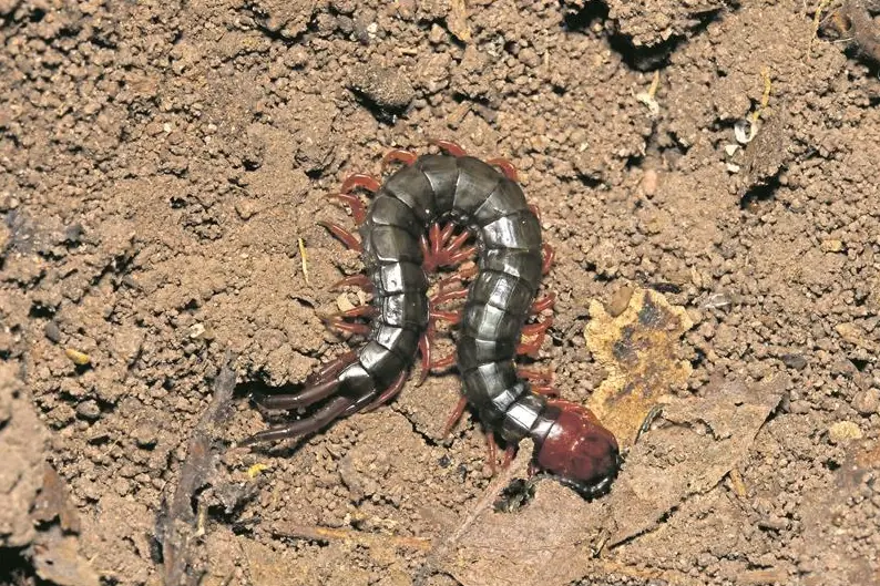 Centipede curled on bare soil, treated by our centipede control in Johannesburg