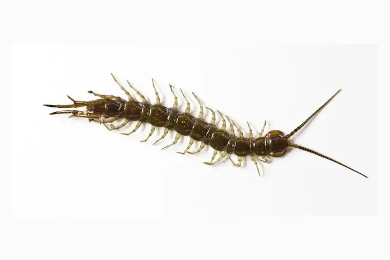 Centipede, treated by our centipede control in Johannesburg