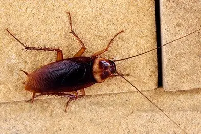American cockroach on a wall, treated by our cockroach control in Johannesburg
