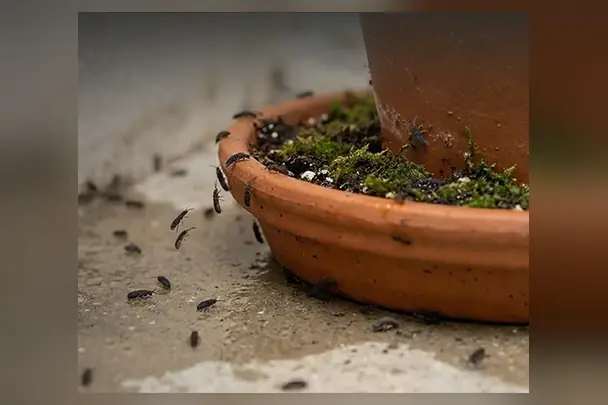 Crawling insects around a plant pot, the kind we treat in Johannesburg