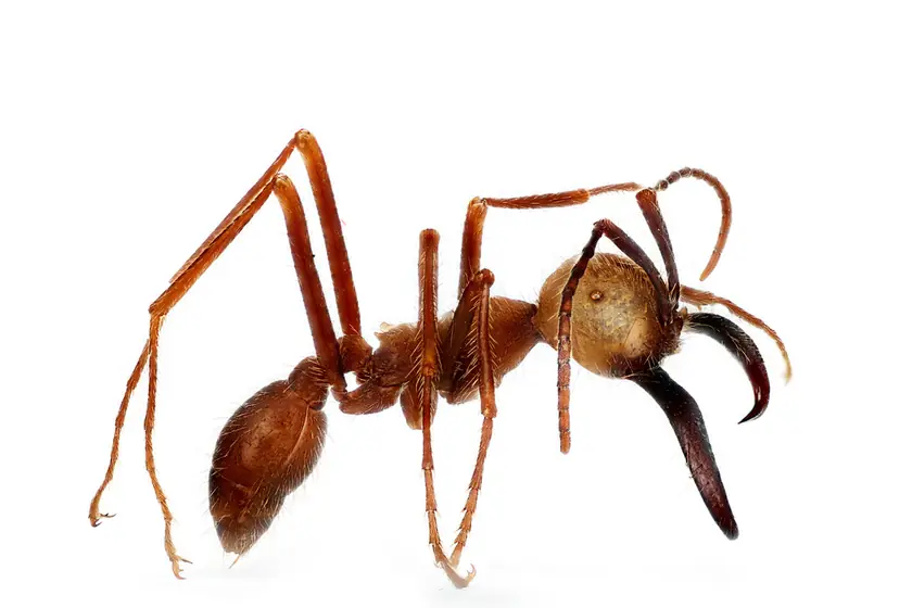 Ant, one of the crawling insects we treat in Johannesburg