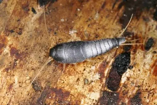 Fishmoth (silverfish) on weathered wood, common in Johannesburg cupboards and books