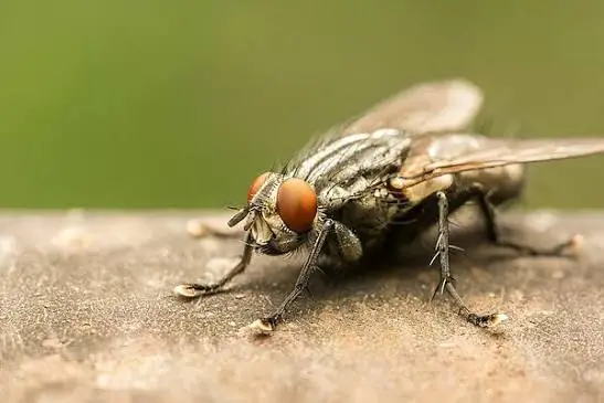 Flesh fly on a ledge, treated by our fly control in Johannesburg