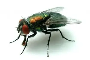 Blow fly, treated by our fly control in Johannesburg