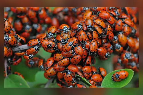 Ladybirds clustered on leaves, flying insects that gather in Johannesburg homes